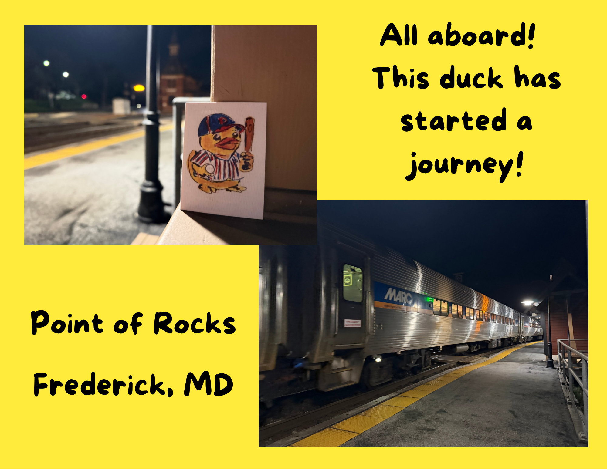 Duck found in Frederick 
