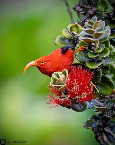 A scarlet ʻIʻiwi honeycreeper perched on an ʻŌhiʻa lehua blossom in a lush Hawaiian forest.