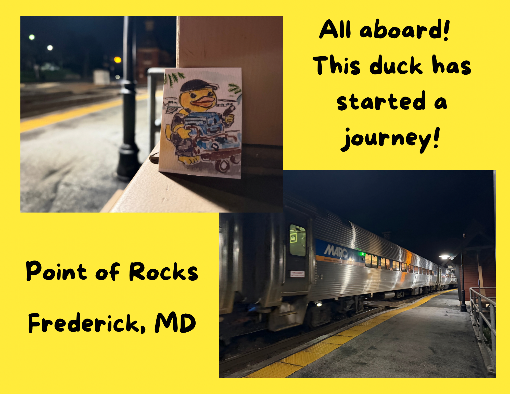 Duck found in Frederick 