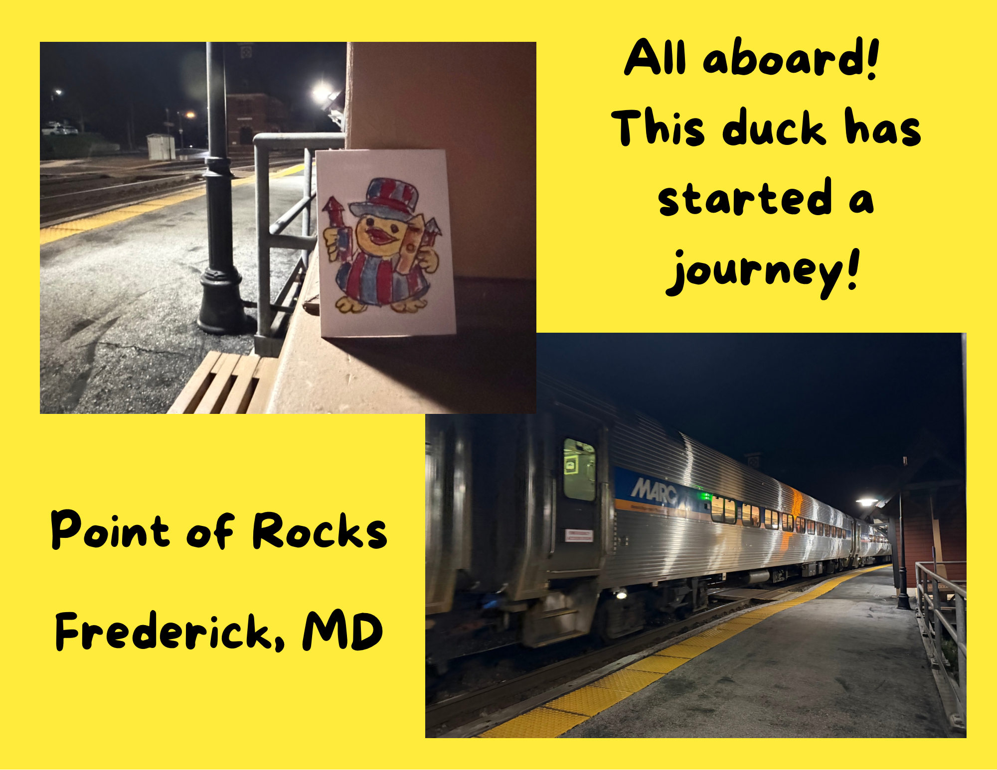 Duck found in Frederick 