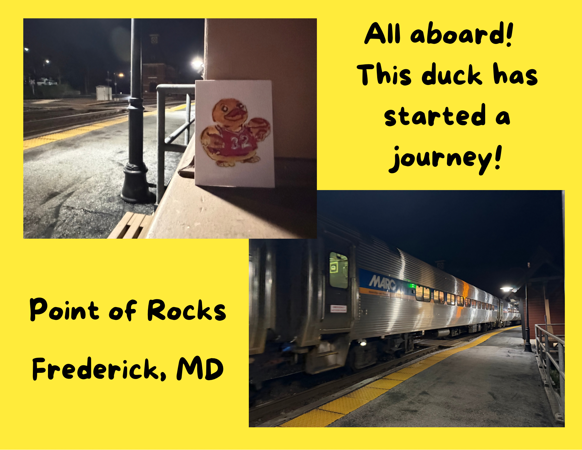 Duck found in Frederick 