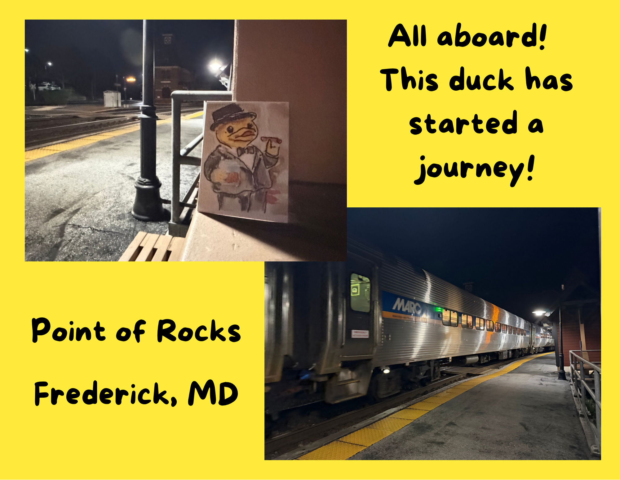 Duck found in Frederick 