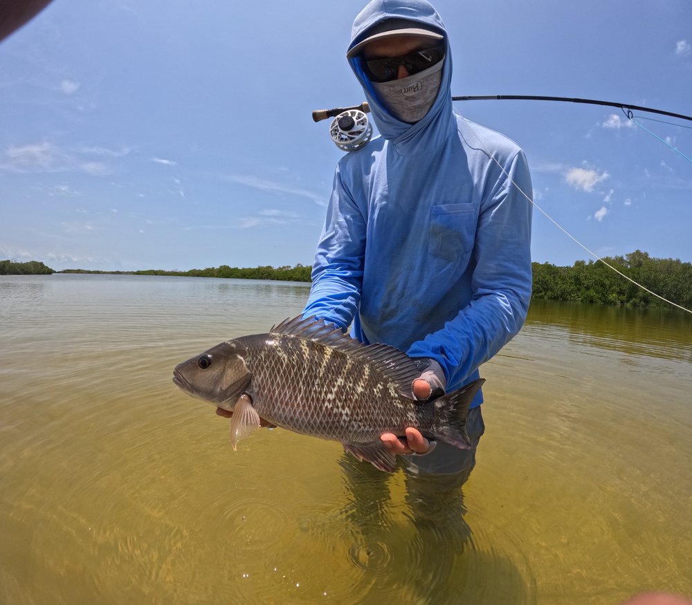 Tarpon