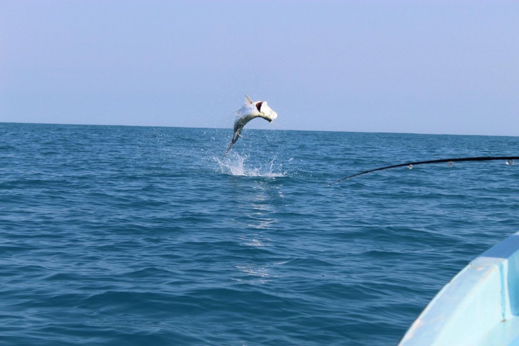 Tarpon