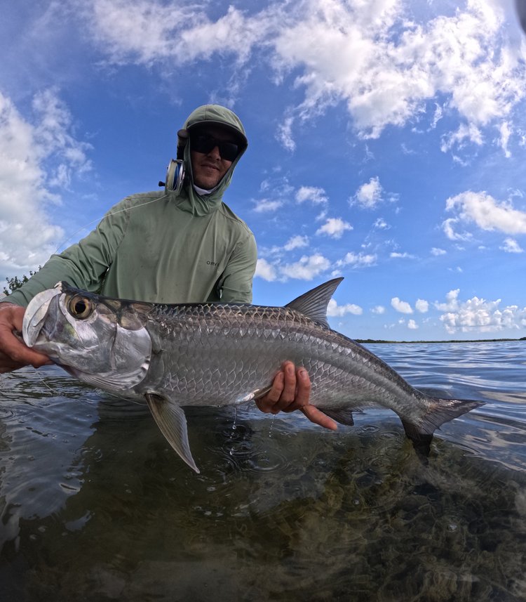 Tarpon
