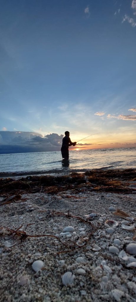 Tarpon