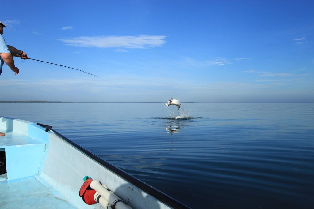 Tarpon
