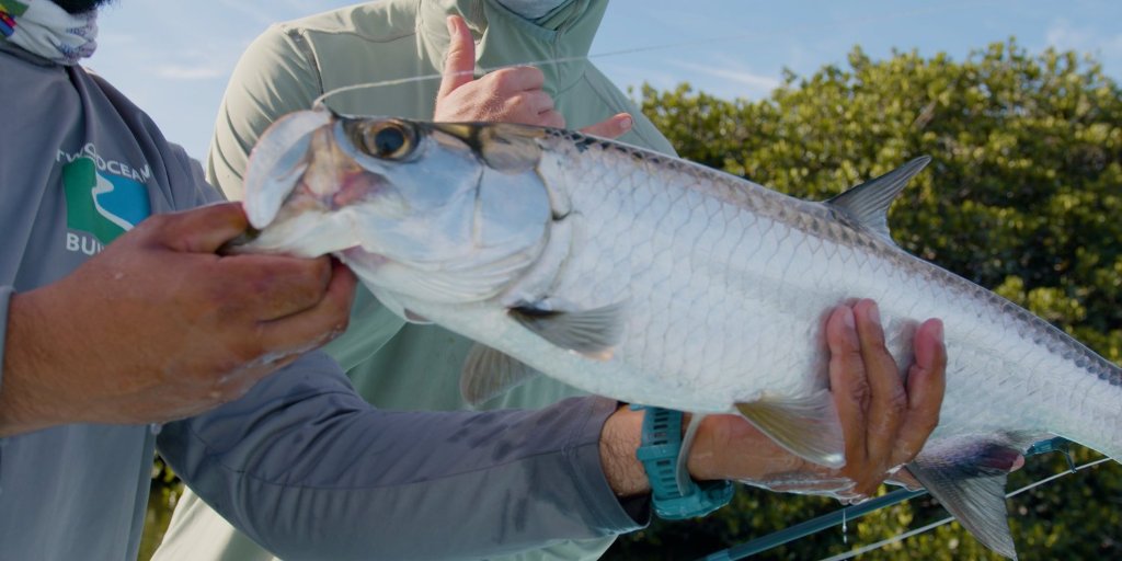 Tarpon