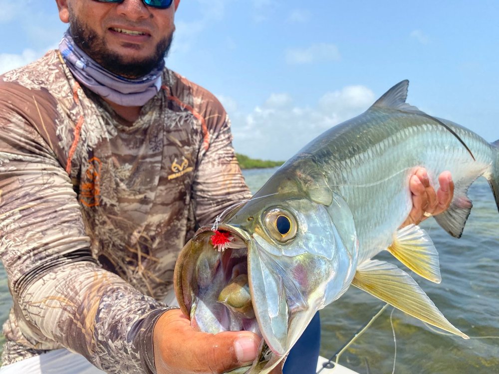Tarpon