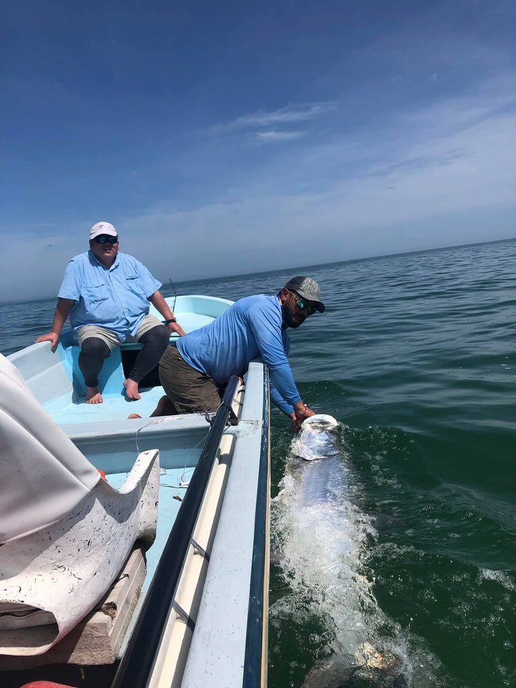 Tarpon