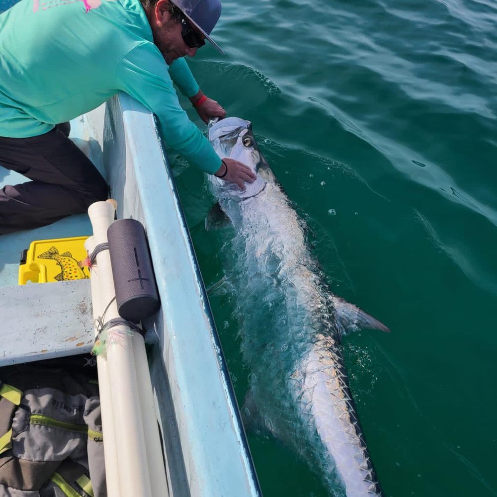 Tarpon