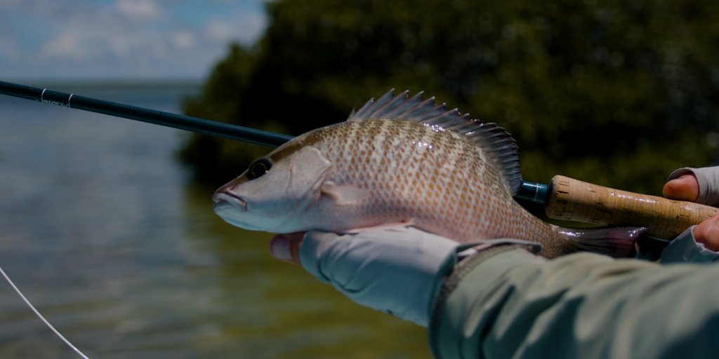 Tarpon