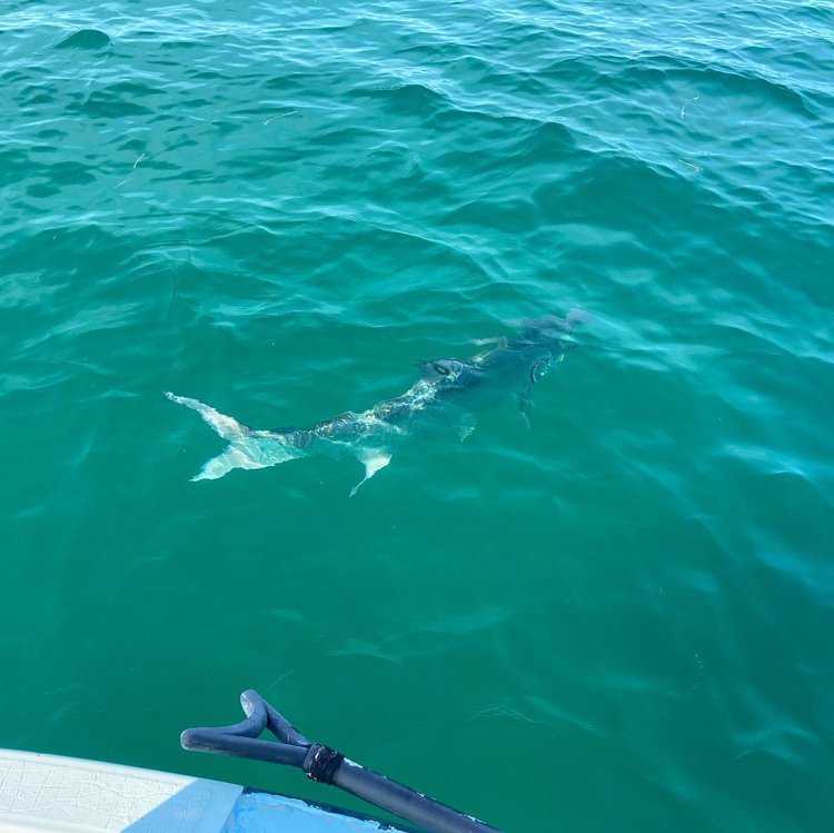 Tarpon fly fishing Holbox Mexico guide with baby tarpon in Caribbean mangroves