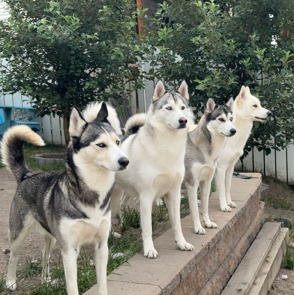 Four Huskies
