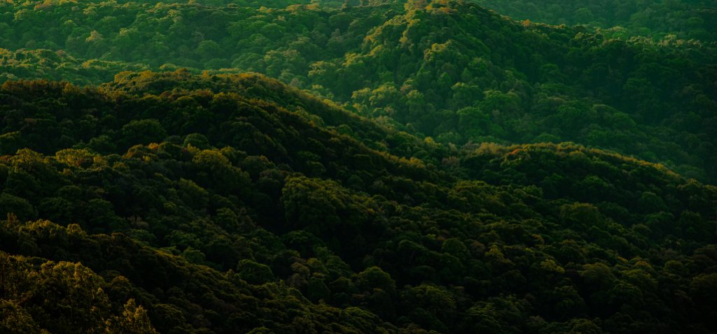 Lush forest canopy