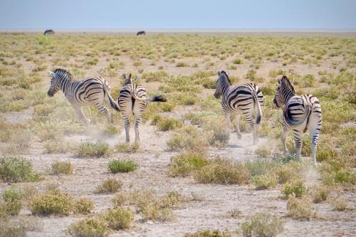 Safari photo 11