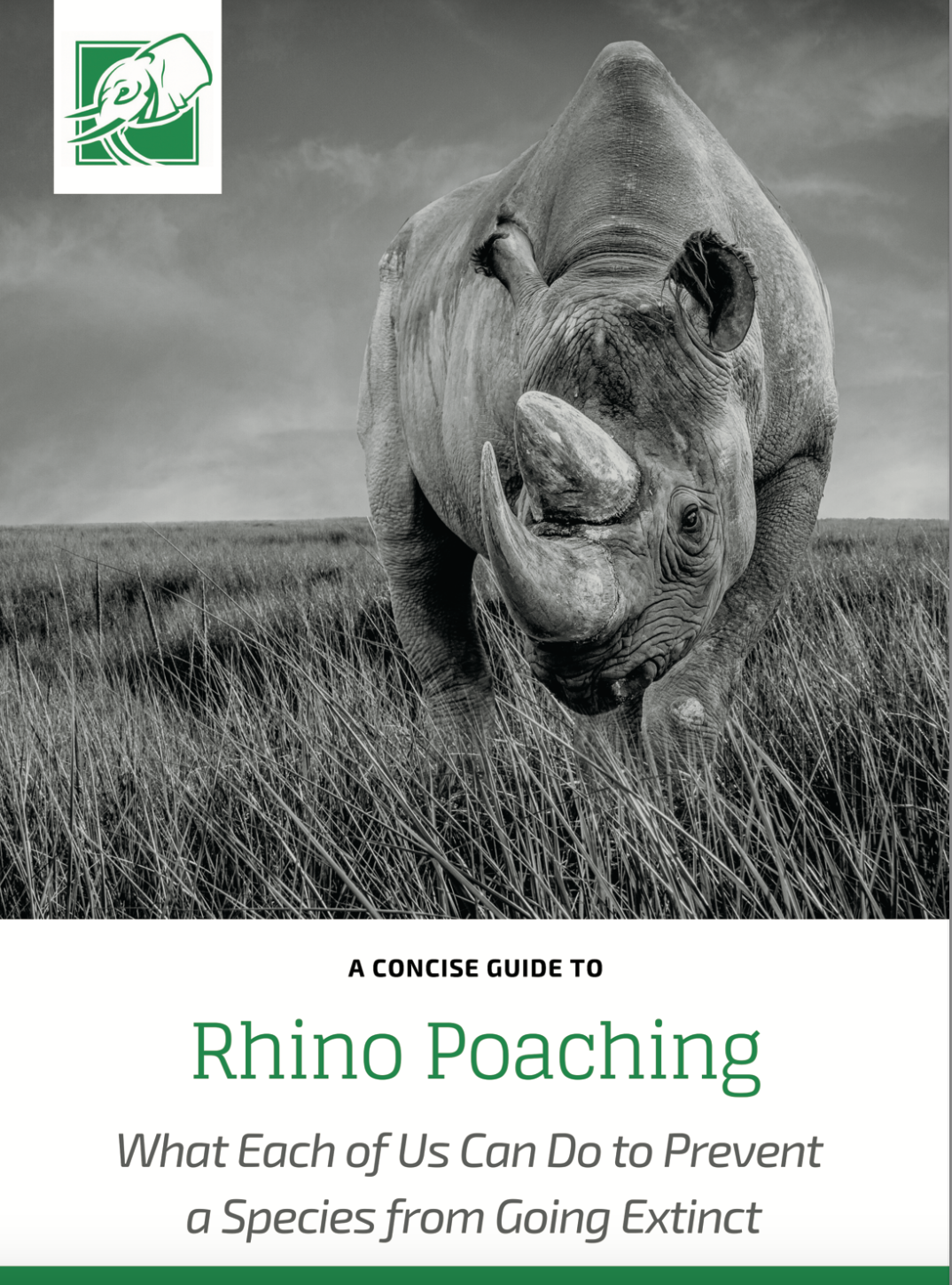 Rhino Poaching
