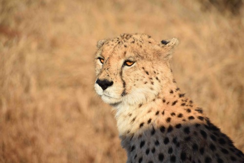 Safari photo 10