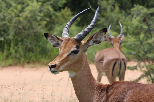 Safari photo 14