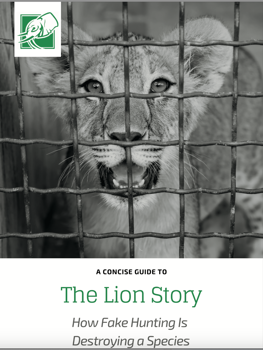The Lion Story