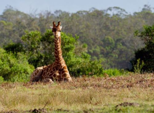 Safari photo 7