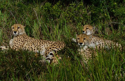 Safari photo 1