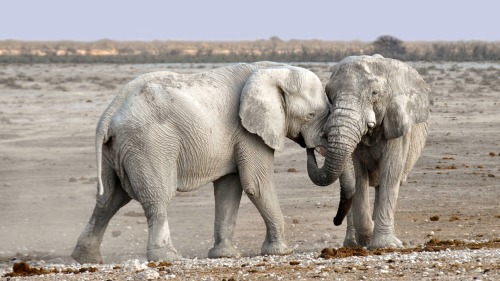 Lawrence Passes — The Elephants Mourn