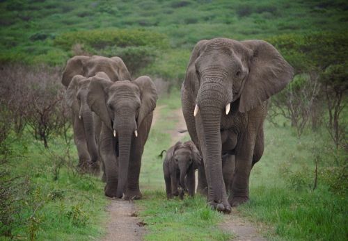 Safari photo 3