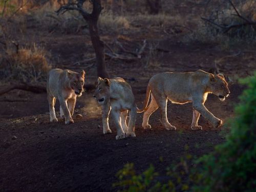 Safari photo 12
