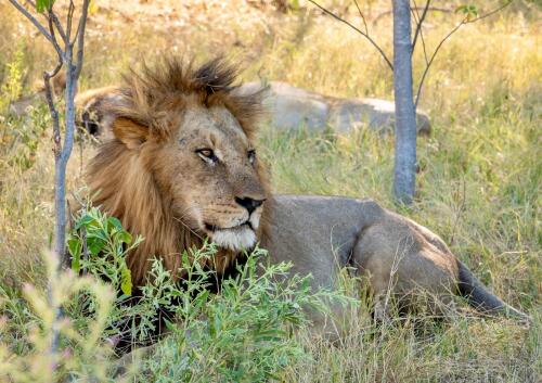 African Eco Safaris