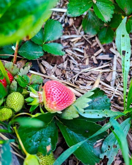 Die erste Erdbeere beginnt langsam rot zu werden 🍓