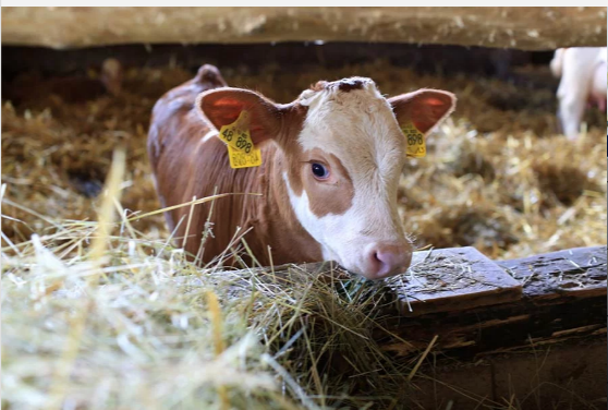 Kalb im Stall des Neukahlenberger Hofs