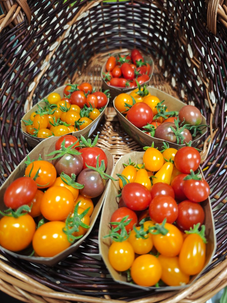 Die ersten Cocktailtomaten – warum sie für mich etwas ganz Besonderes sind 🍅