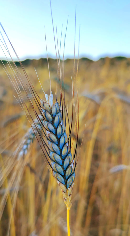 Einkorn – Geschichte, Verbreitung und Verwendung