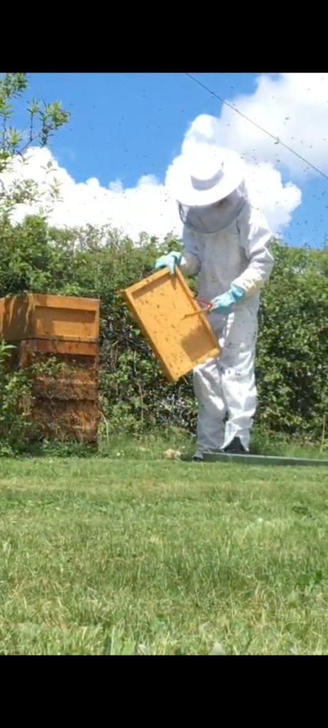 Imkerei in Schutzkleidung mit Honigwaben-Rahmen am Bienenstand