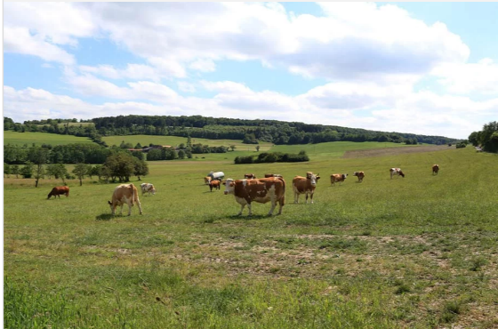 Haus Sonne, wenn aus einem Kreislauf mehr entsteht als nur ein Lebensmittel 🐄