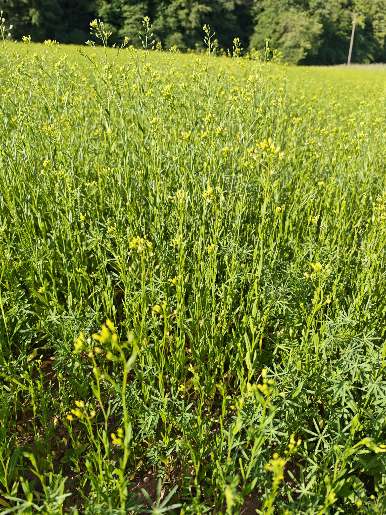 Leindotterpflanzen in der Blüte mit kleinen gelben Blüten