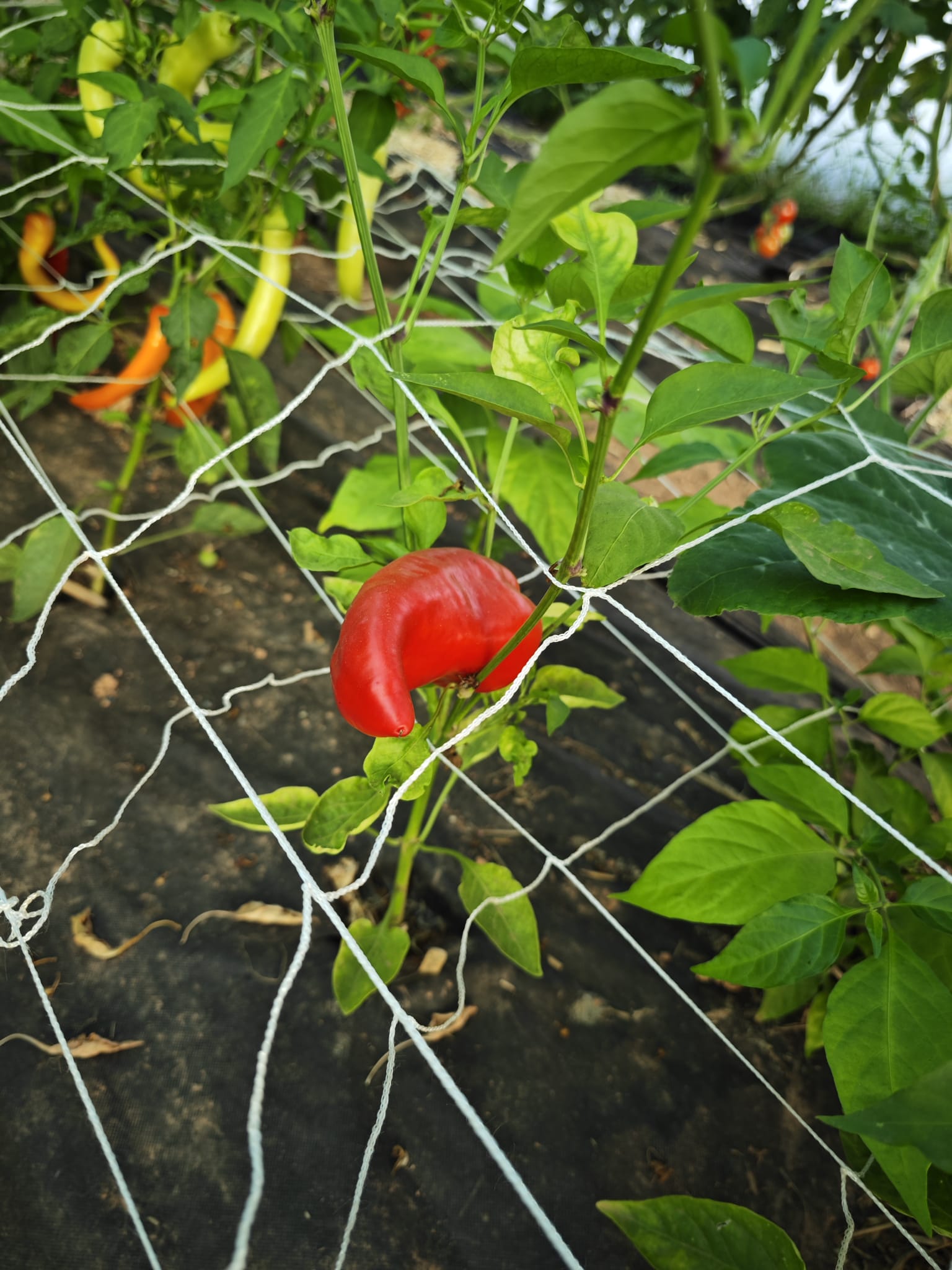 Rote Chili an einer Pflanze im Garten am Ranknetz