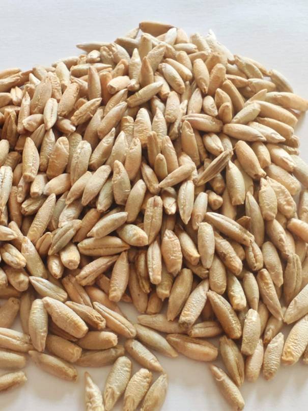 Vom Korn zum Brot – Mein Weg mit Champagnerroggen