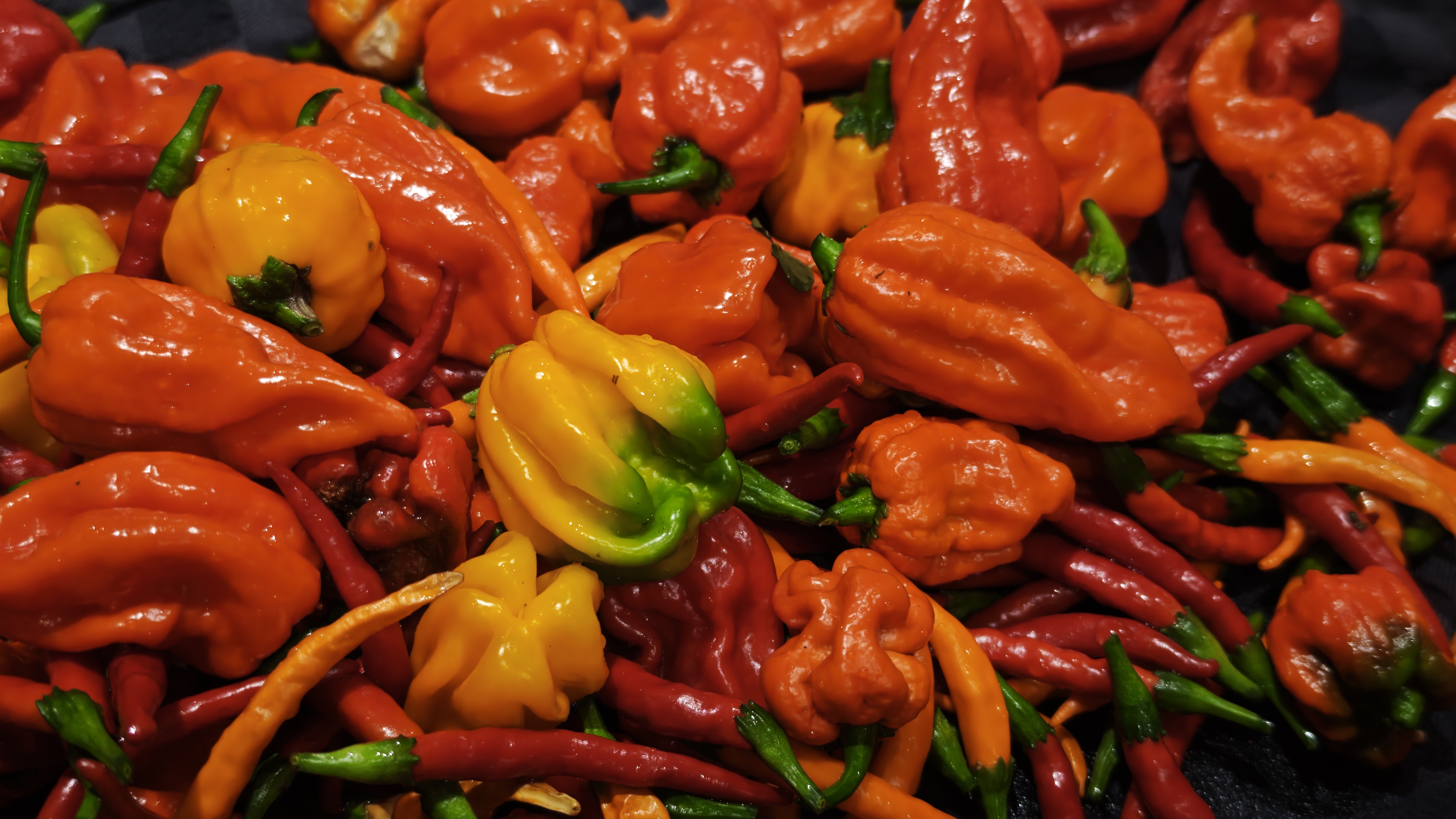 Bunte Mischung geernteter Chilis in verschiedenen Farben und Formen