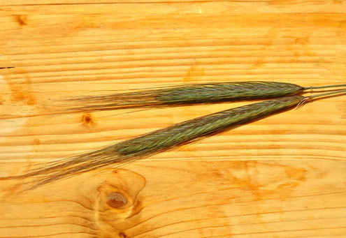 Champagnerroggen – Alkoholfrei