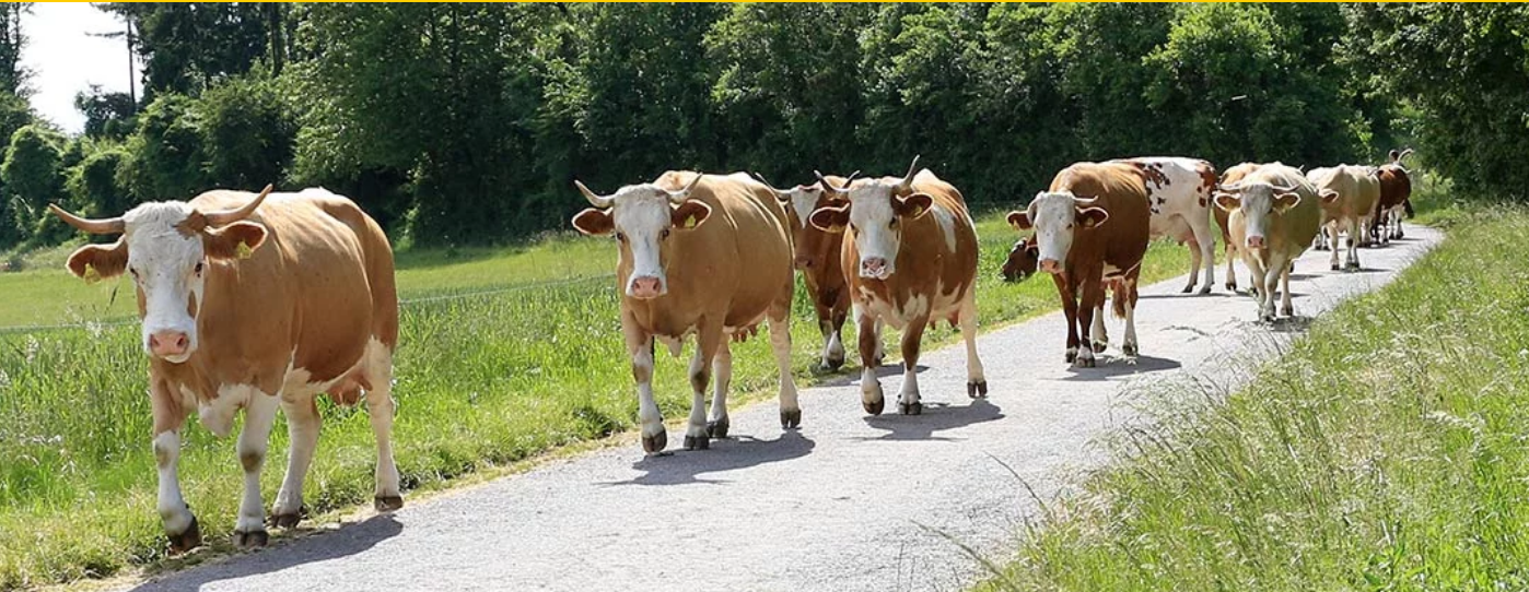 Braune und weiße Milchkühe auf dem Weg zum Neukahlenberger Hof
