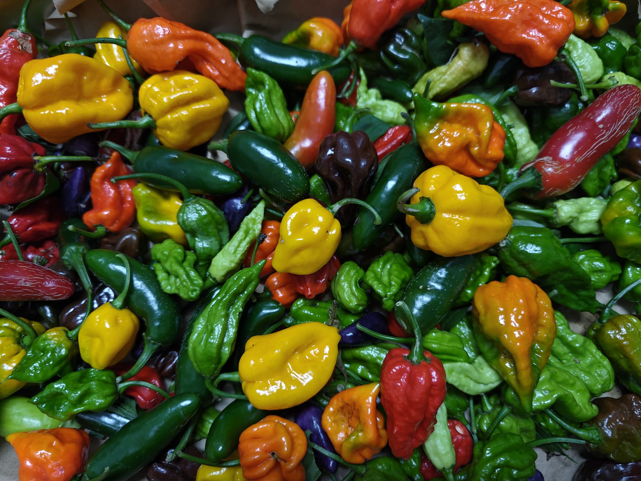 Bunte Mischung verschiedener Chilisorten in einer Kiste