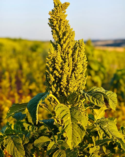 Totgesagte leben länger – warum mein Amaranth im Saarland doch noch gewachsen ist
