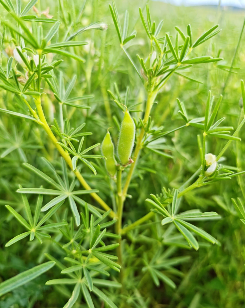 Warum ich Lupinen liebe – eine Pflanze, unendlich vielseitig 💜
