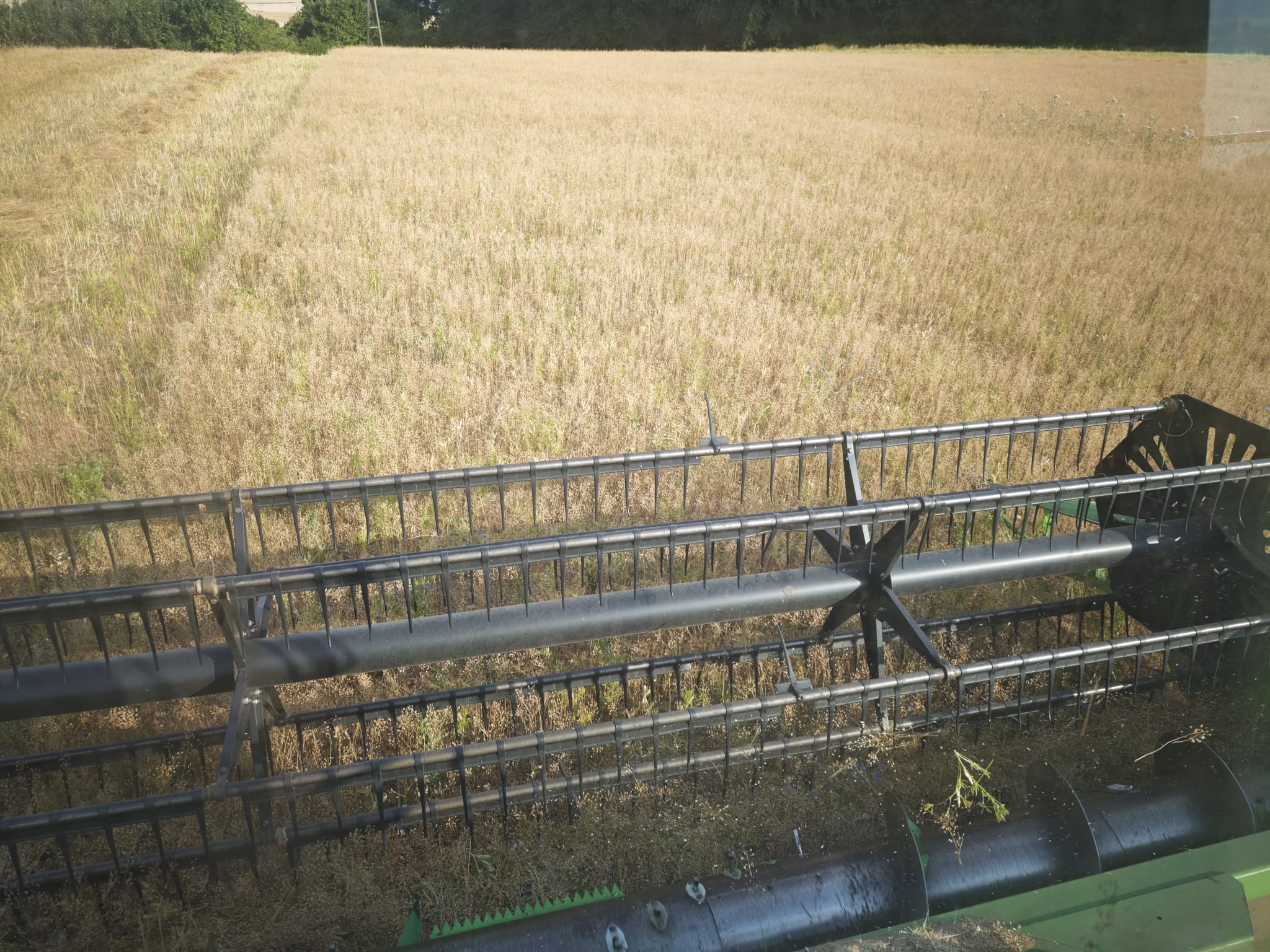 Ernteblick aus dem Mähdrescher auf das Leindotterfeld