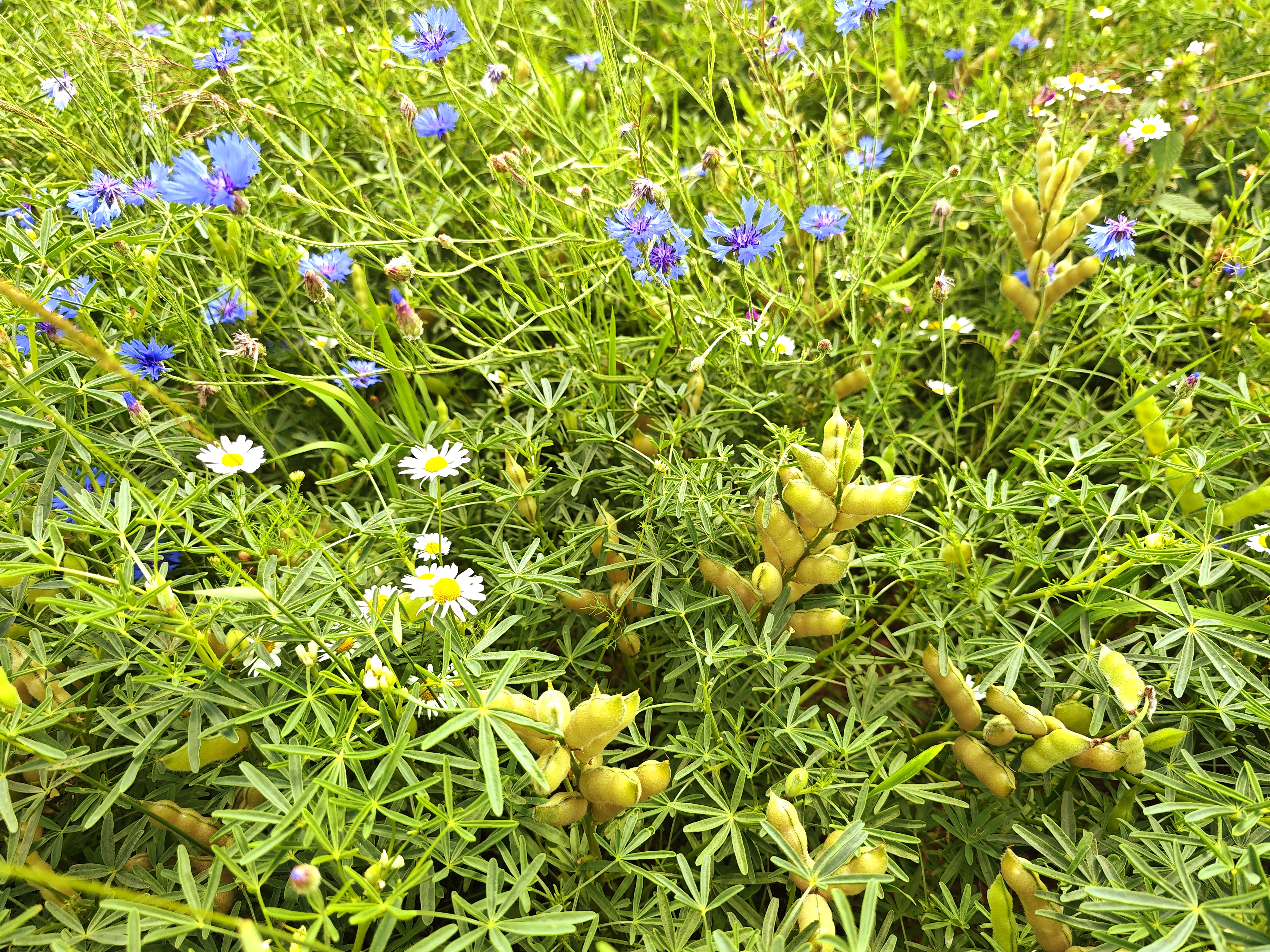 Lupinenfeld mit weißen Blüten und blauen Kornblumen