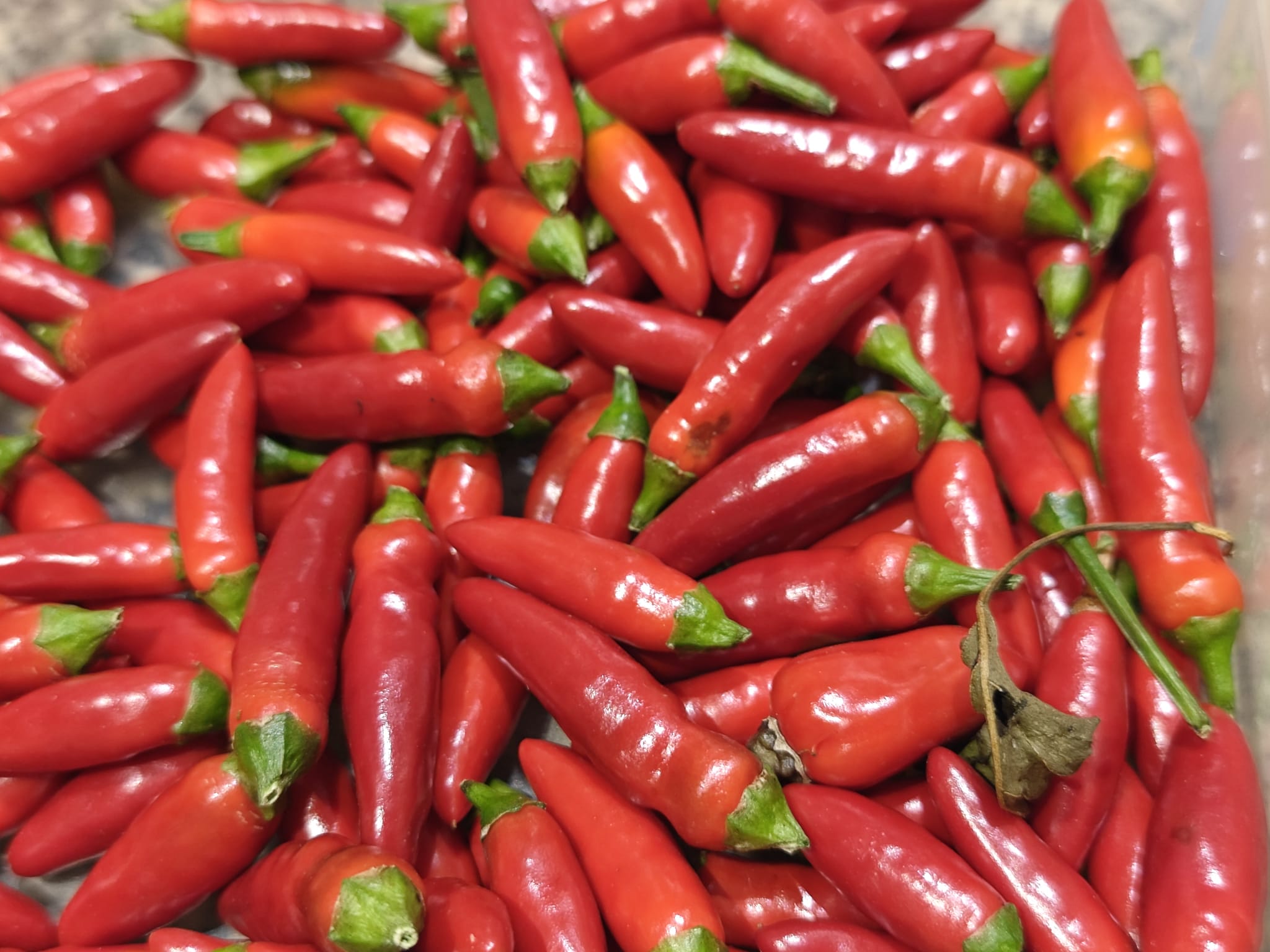 Haufen schmaler roter Thai Chilis