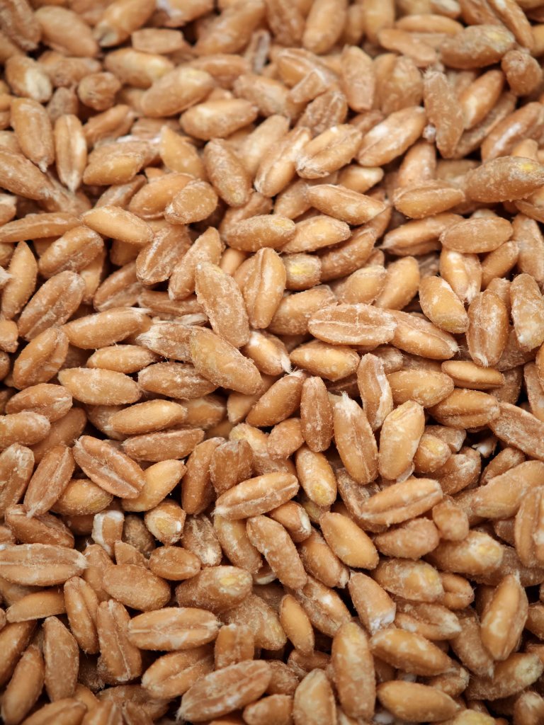 Warum Reis von weit weg kaufen, wenn Dinkel vor der Tür wächst? 🍚