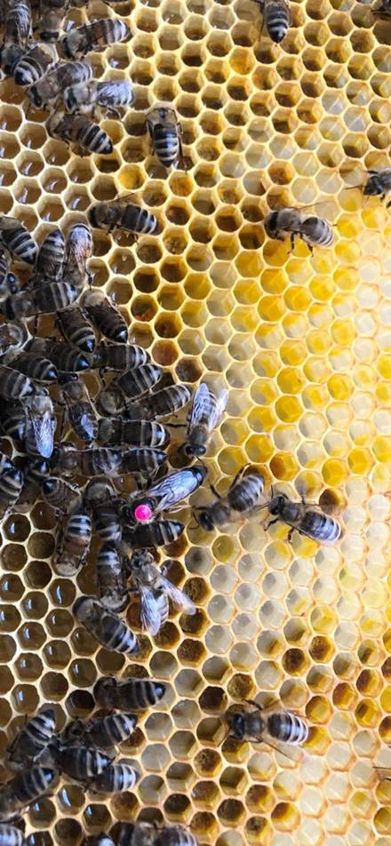 Bienen & Imkerei